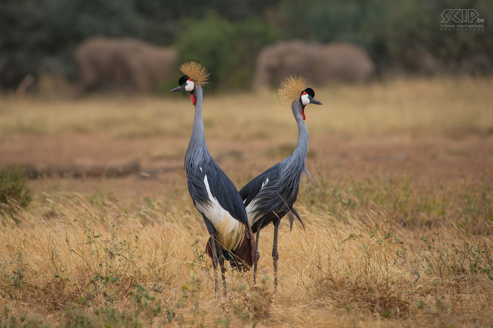 Samburu - Koppel grijze kroonkraanvogels Een koppel grijze kroonkraanvogels (Balearica regulorum) met in de achtergrond enkele olifanten Stefan Cruysberghs